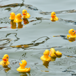 The Lindfield Bonfire Society Duck Race is Back…